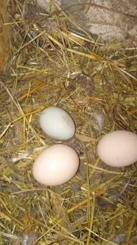 Świeże jajeczka od własnych kurek