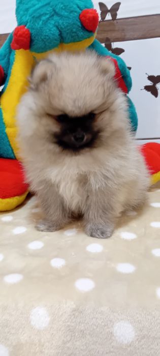 Szpic miniaturowy Pomeranian Piesek