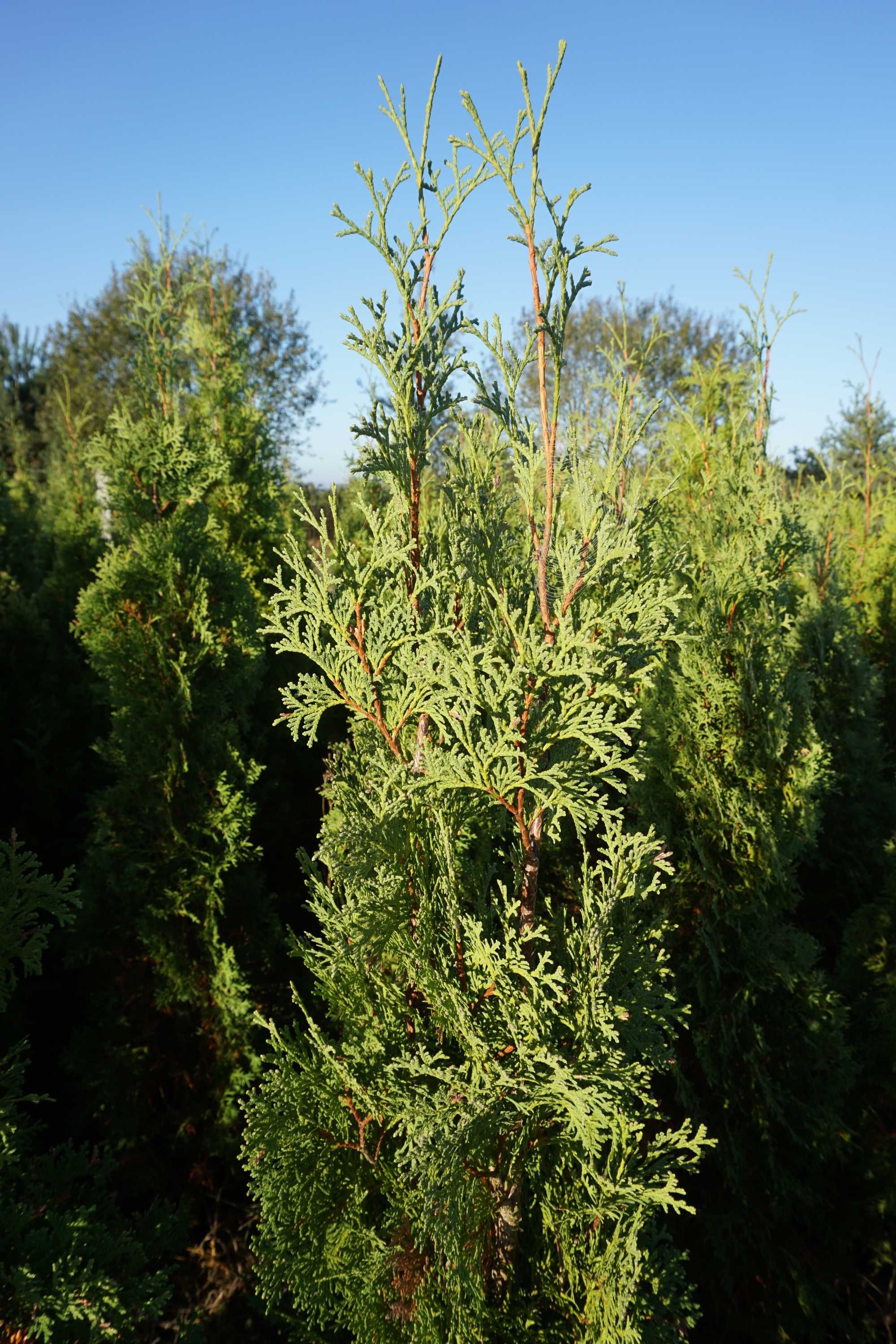 200cm _‼️_ thuja COLUMNA _‼️_ tuja kolumnowa szpalerowa NIE szmaragd