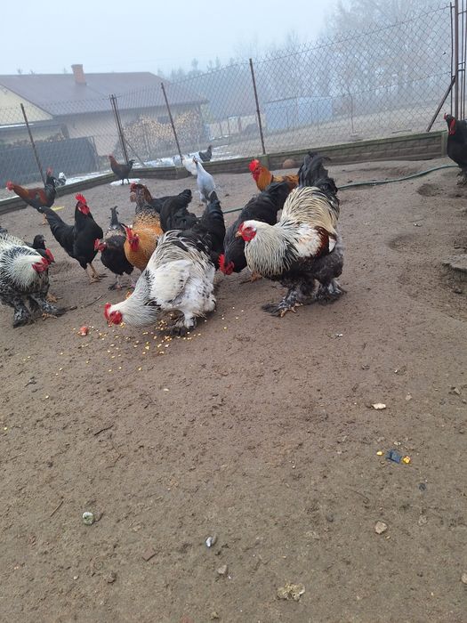 Witam mam do sprzedania tegoroczne koguty