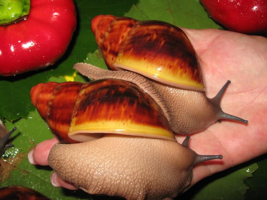 СутуАрх. Стандарт фев - сухопутная улитка