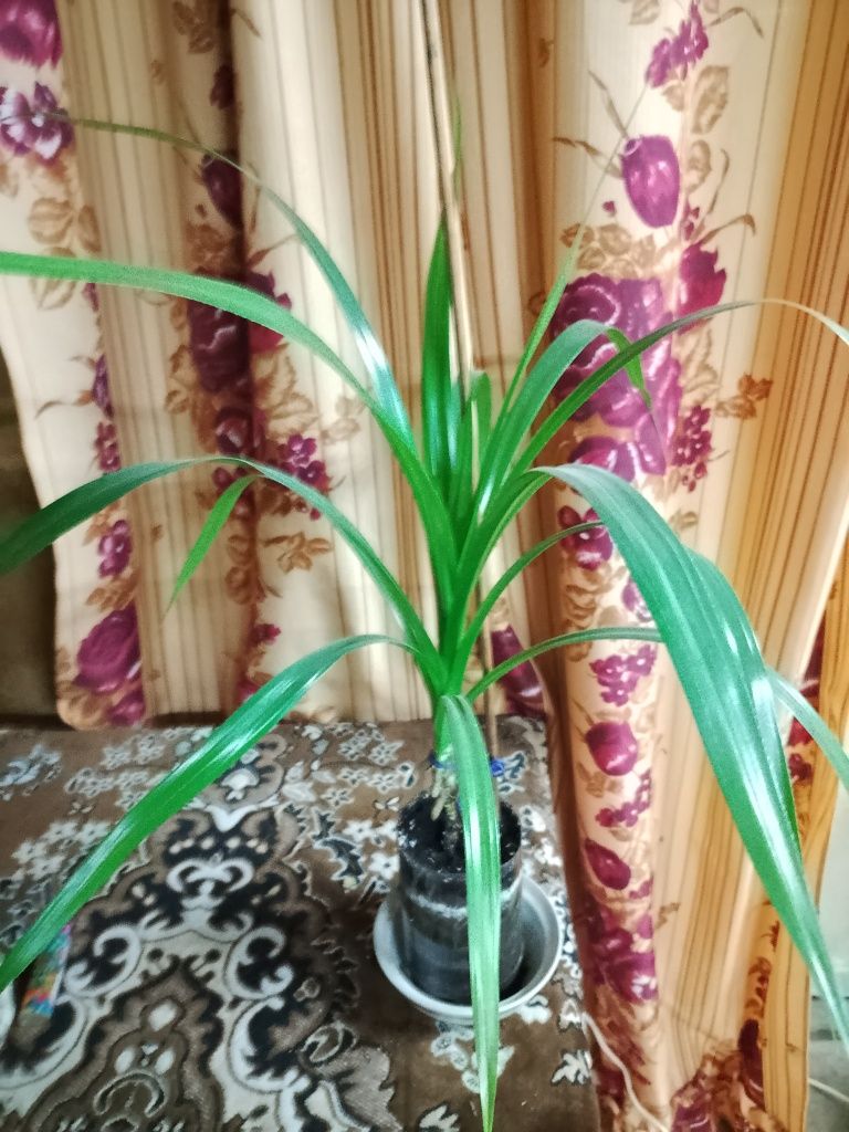 Пальма Панданус (винтовая)