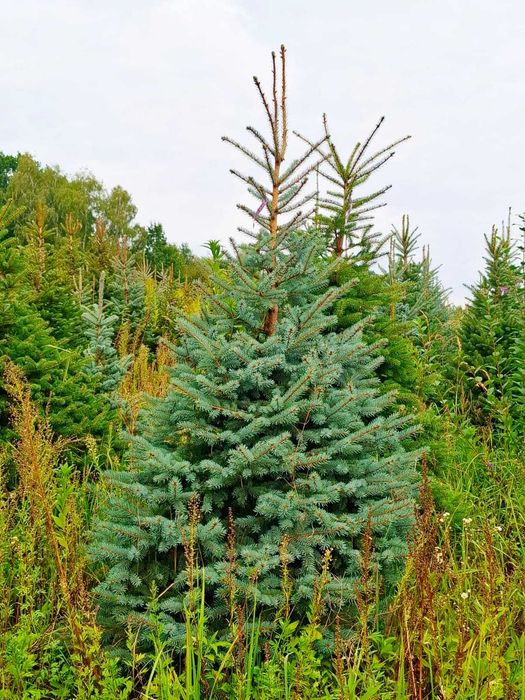 Świerk kłujący srebrny w donicy 60 - 175 cm / Cięty TuChoniki.pl Jodła