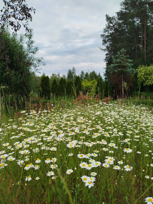 Projektowanie ogrodów, rabat, modernizacja ogrodu