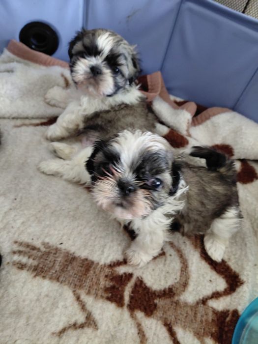 Shih tzu śliczna mini dziewczynka