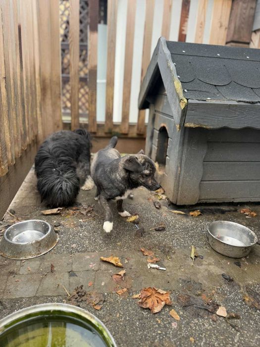 Pilne!!Blagam wyrwijmy z bud mamę i córkę z rąk psychicznego  Tarnów