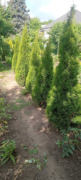 Продам Гималайскую сосну ,туи