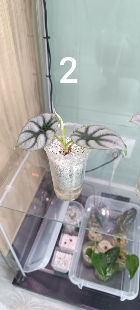 Alocasia sliver dragon/frydek/ Polly.