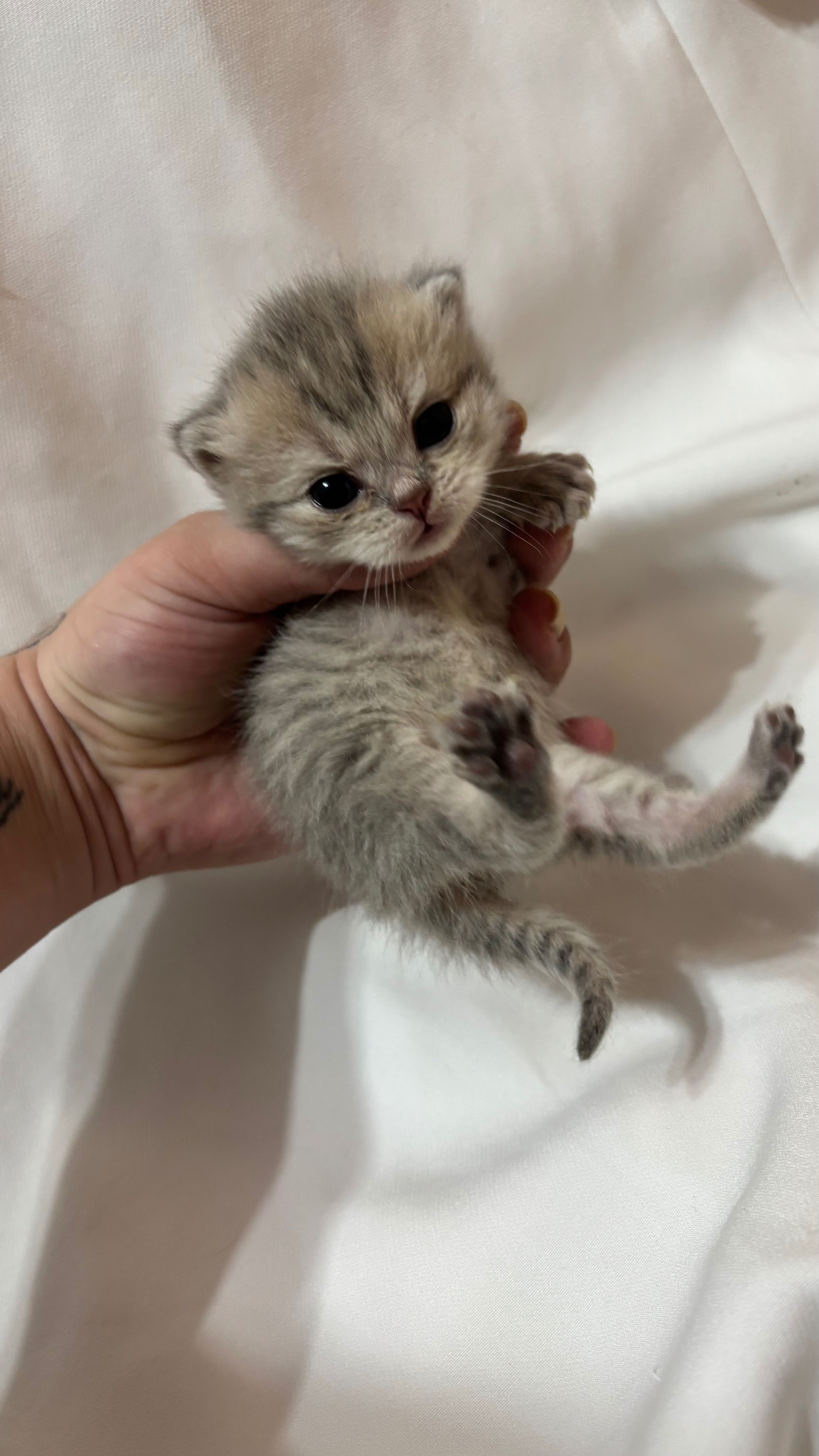 Шотландські котенята