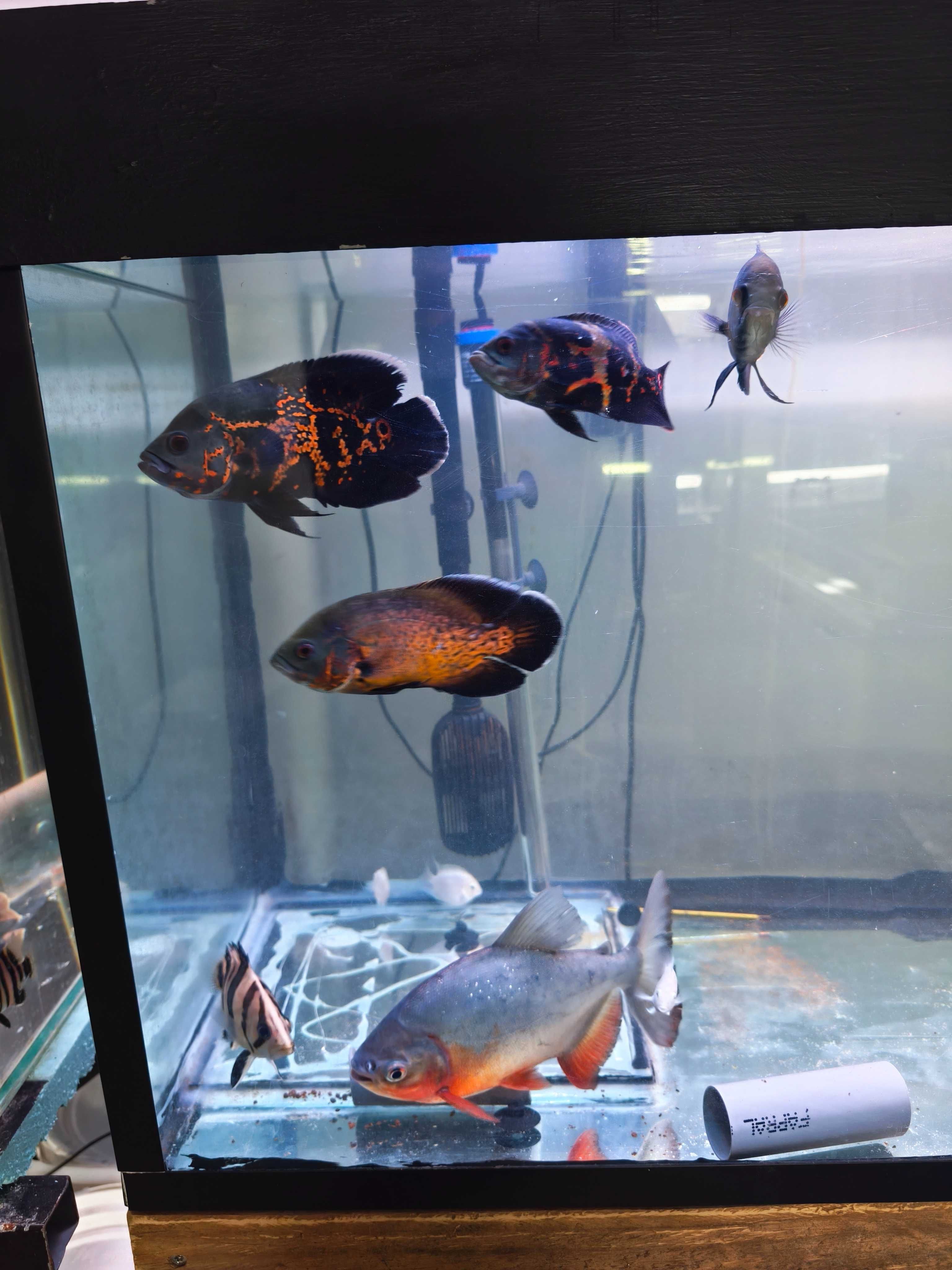 Vendo lote de peixes