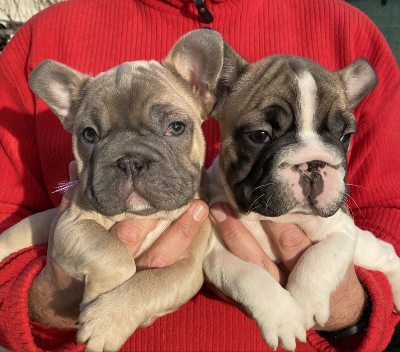 Французский бульдог