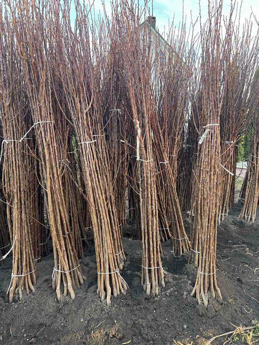 Саджанці черешні, вишні, яблука, груші, сливи, персик, абрикос