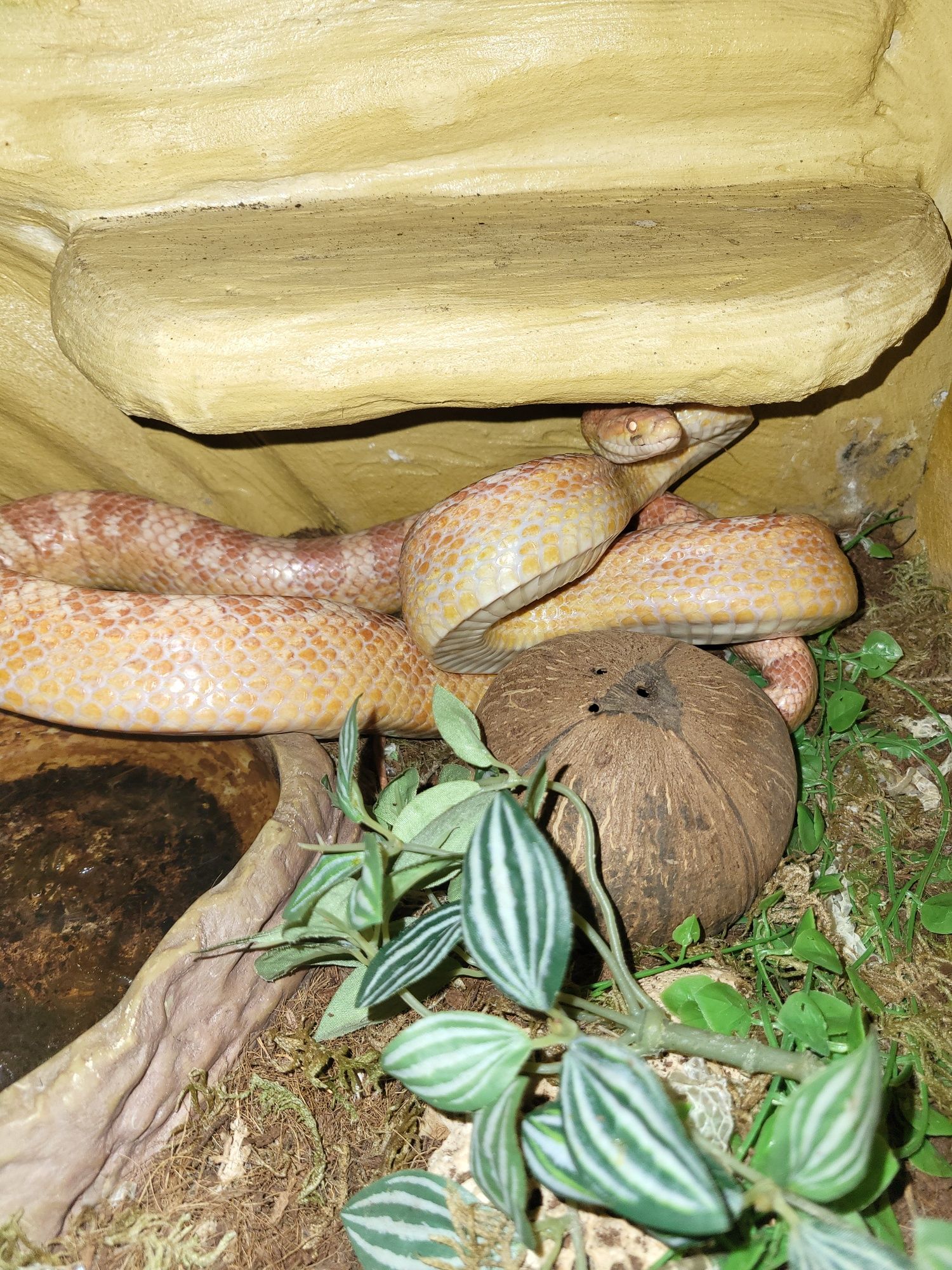 Terrarium z wężem zbożowym