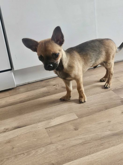 Suczka i samiec 6 miesiecy Chihuaha
