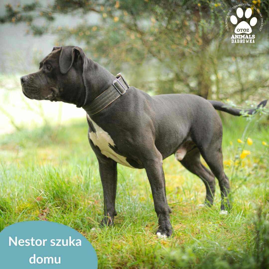 Nestor szuka kochającej rodziny!