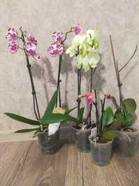 Продам набір орхідей, уцінка 770 грн.-4 рослини