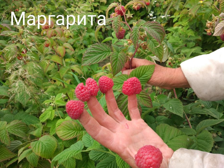 Саджанці малини [Маргарита] [Паляна]
