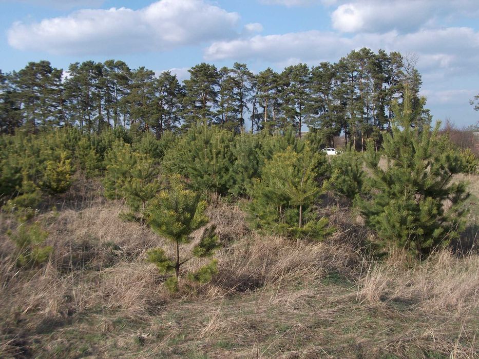 Земельна ділянка с.Сальник 25 соток