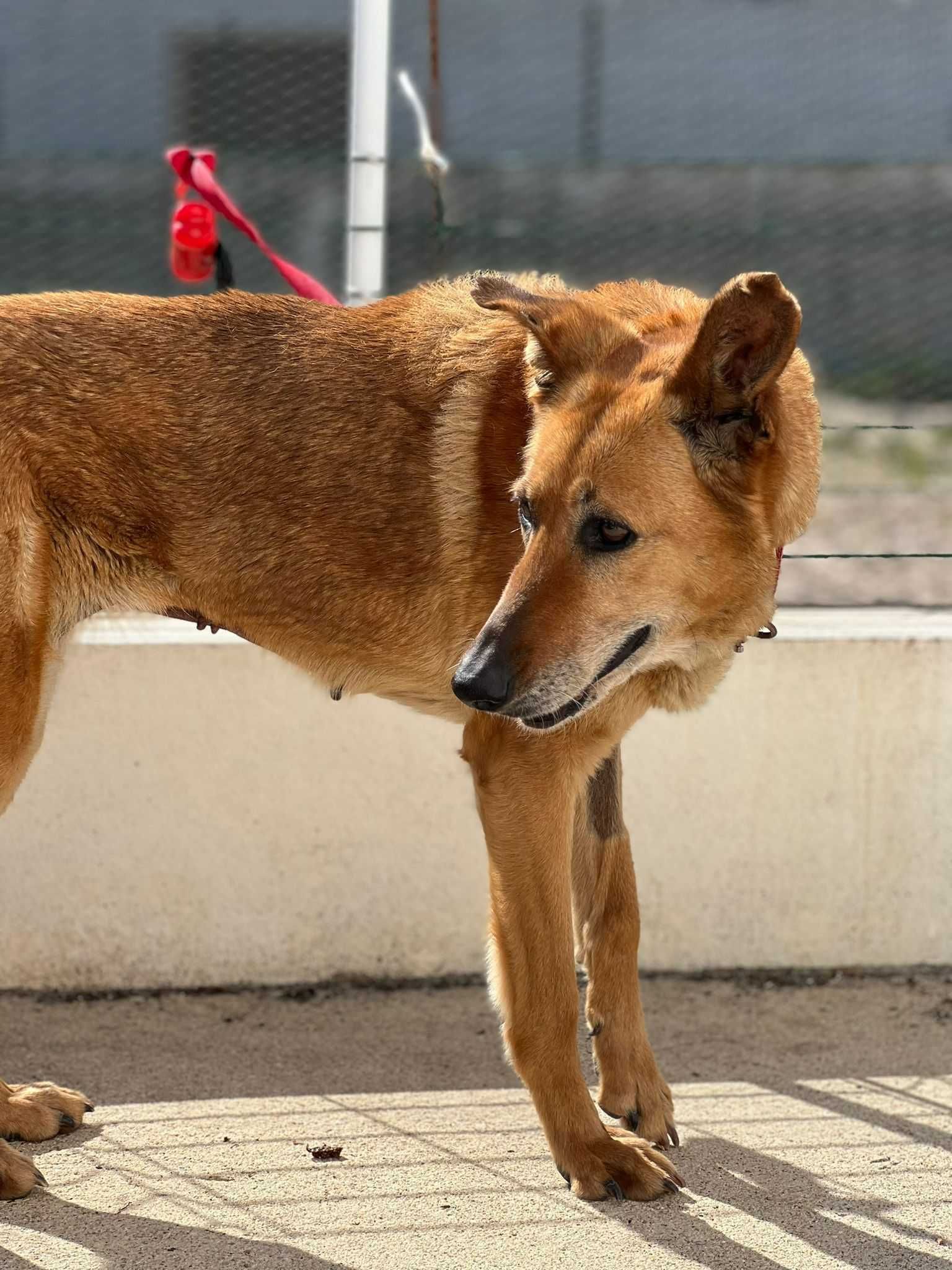 Cadela porte grande para adoção (Lilo)