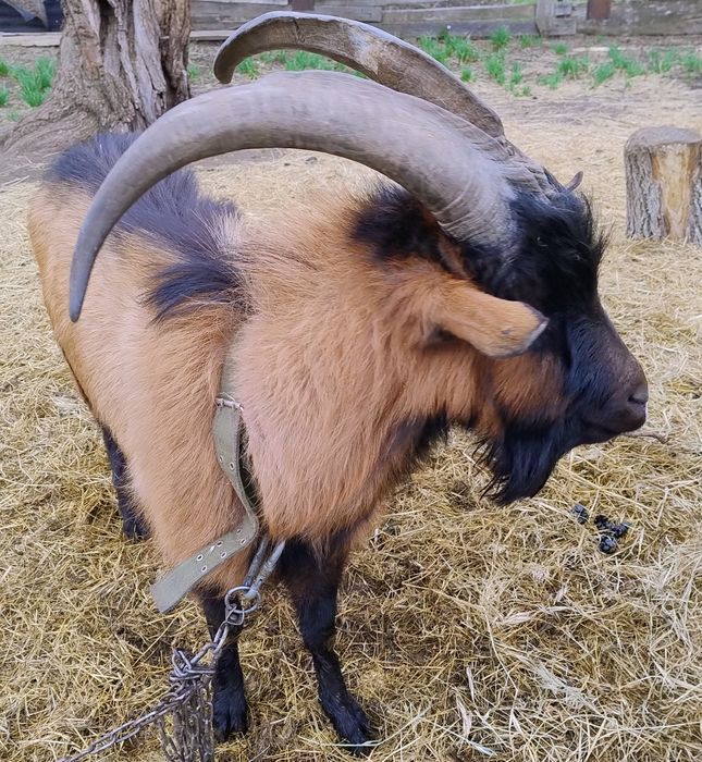 Продам  Альпийца 3 года