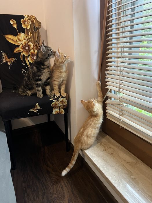 Małe kotki do adopcji