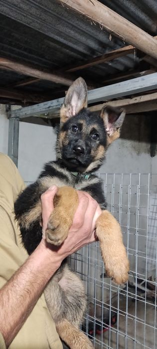 Pastor alemão pelo curto preto afogueado