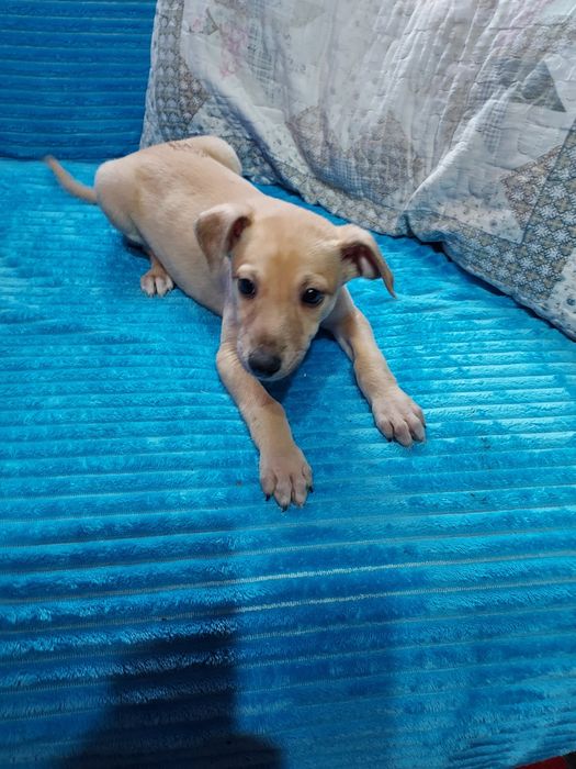 Chart Angielski Whippet piesek