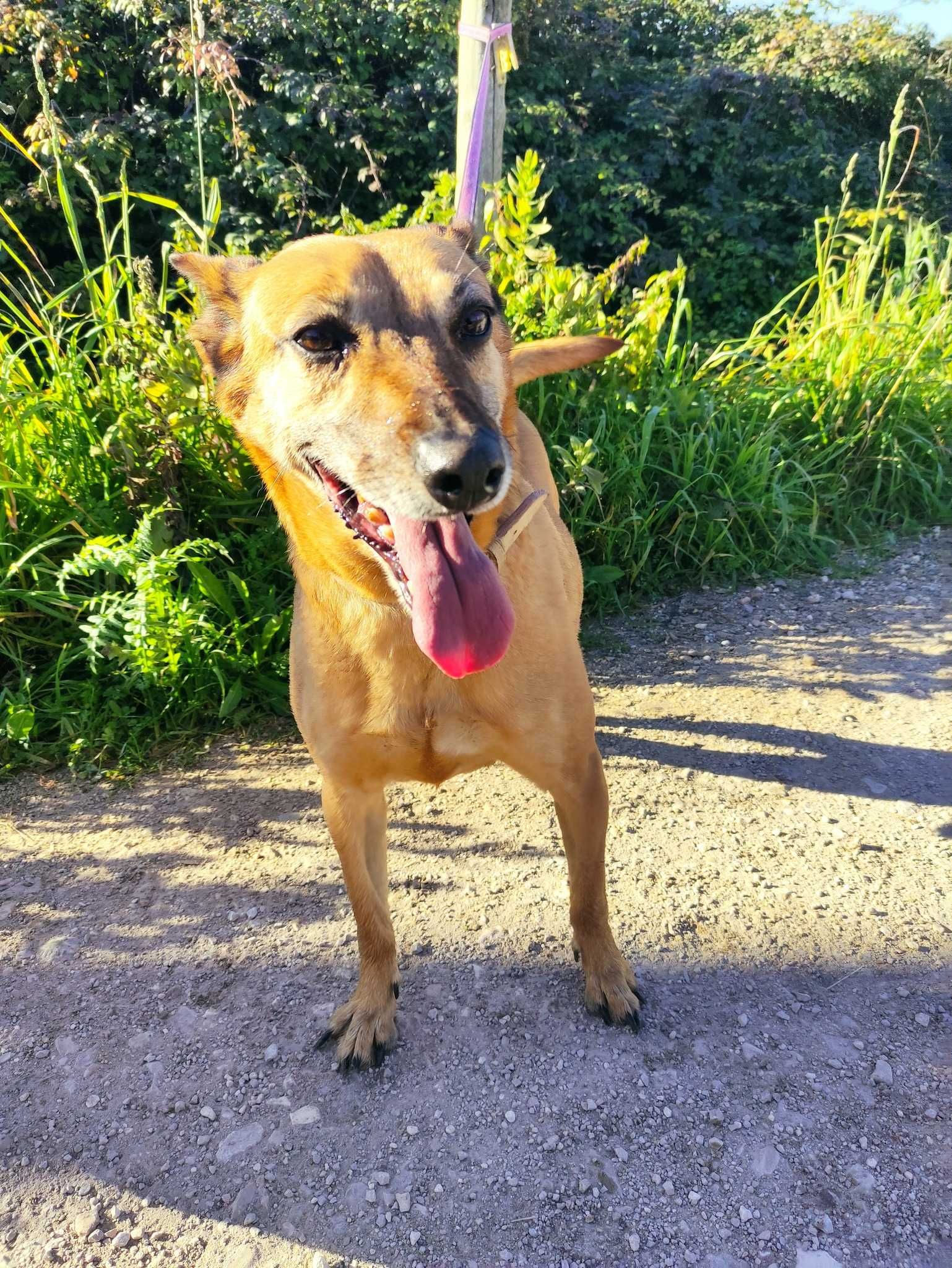 Artur - cão porte médio para adoção