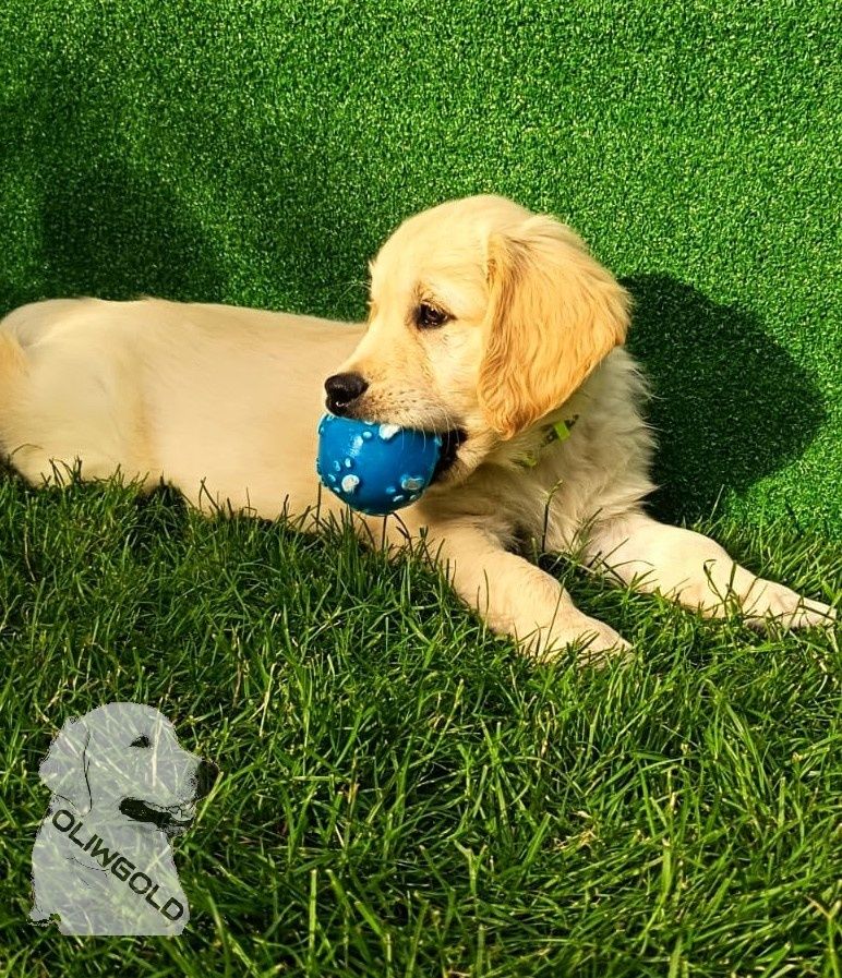 Golden retriever ZKwP FCI Gotowy do odbioru