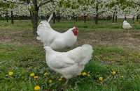 Kurczęta kura drezdeńska biała czarna brązowa