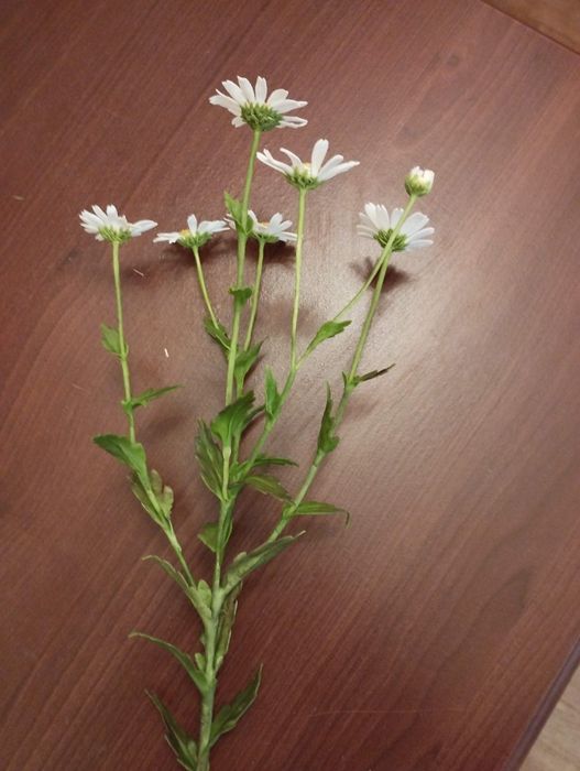 Продаю полевые цветы из полимерной глины холодный фарфор