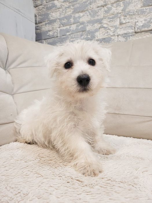 West highland white terrier