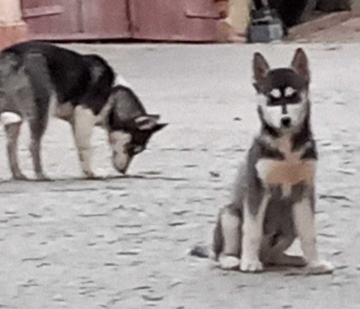 Sprzedam szczeniaka syberian husky z rodowodem