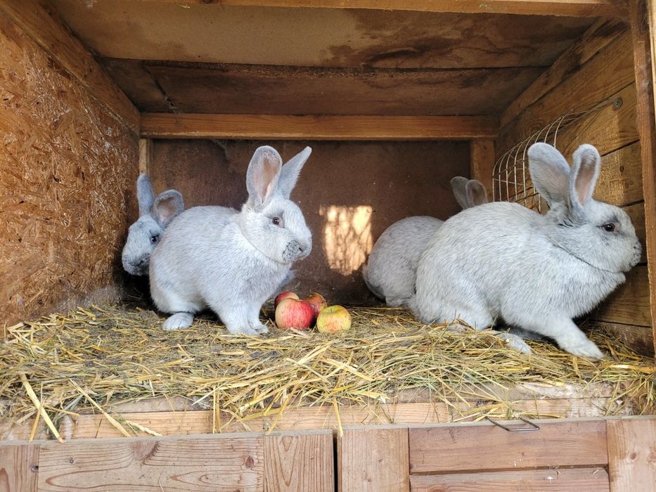 Wjs Wielki Jasno Srebrzysty samce