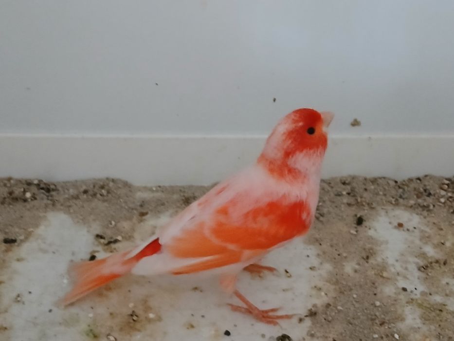 Kanarki mozaika czerwona