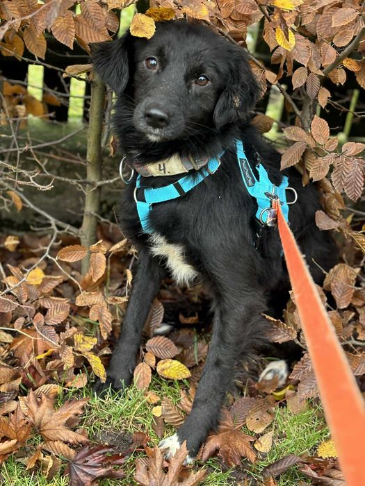 Serce pęka na jej widok tyle ma strachu biedulka