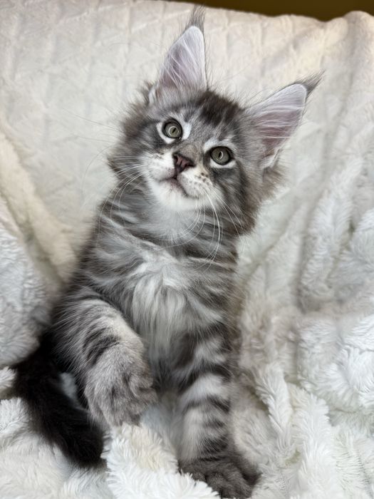 Kocurek Decoandcookoe *PL Maine Coon Felis/FiFe