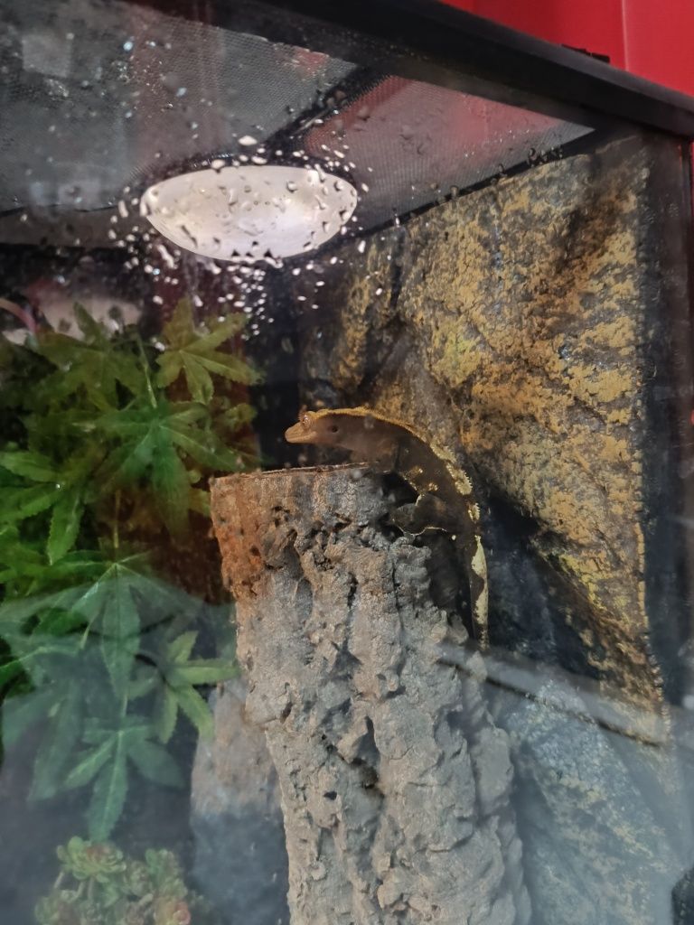 Terarium razem z gekonem orzesionym