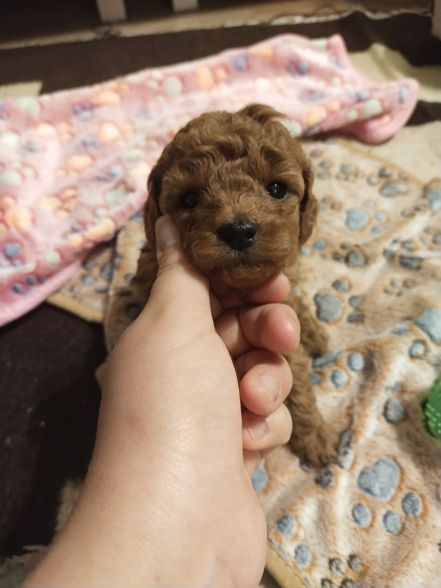 Pudel miniaturowy/toy