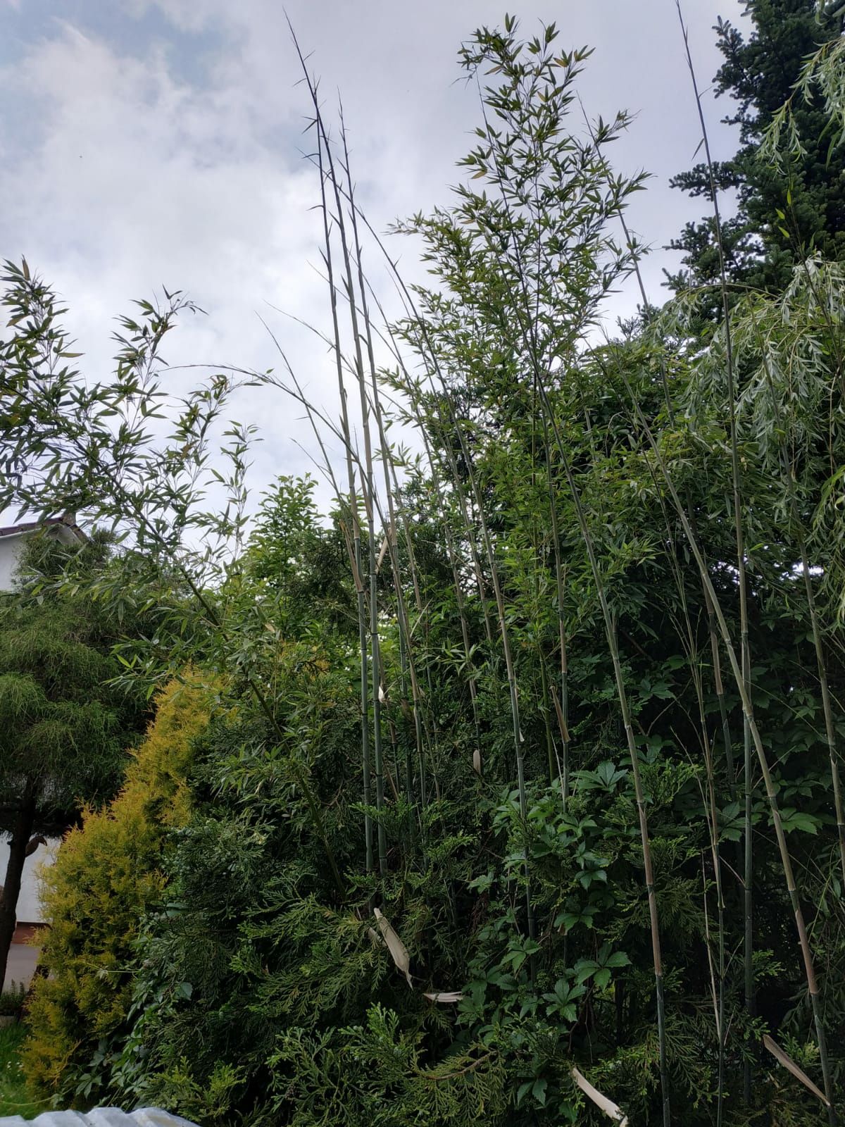 Bambus sadzonki krzaki egzotyczne