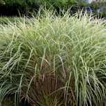 Miskant 'Rigoletto' Biało zielone liście (Miscanthus sinensis) 2L