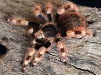 Nhandu coloratovillosus SAMICA 3,5 DC