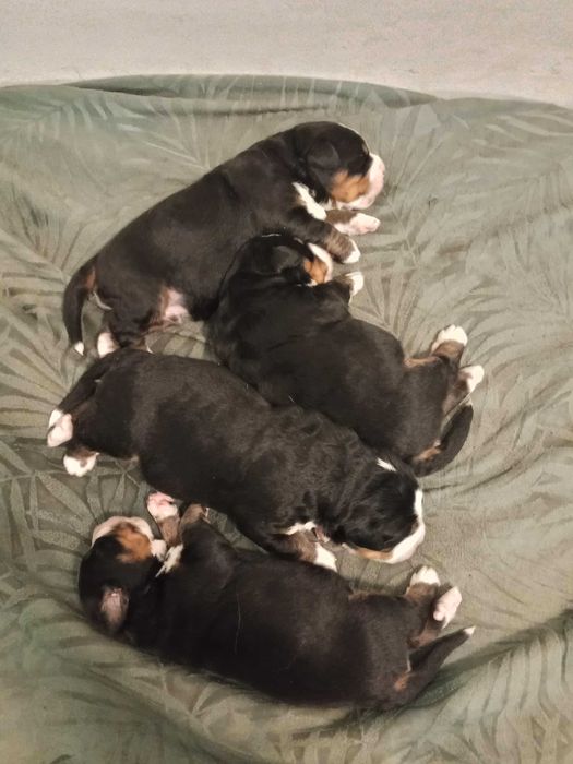 Berneński Pies Pasterski