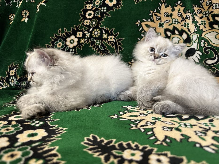 Британські 4 Кошенята для Люблячих Хазяів