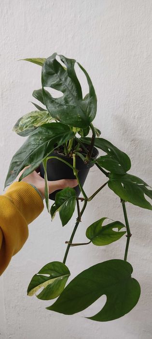 Epipremnum zwisający, średnica 11,5 cm