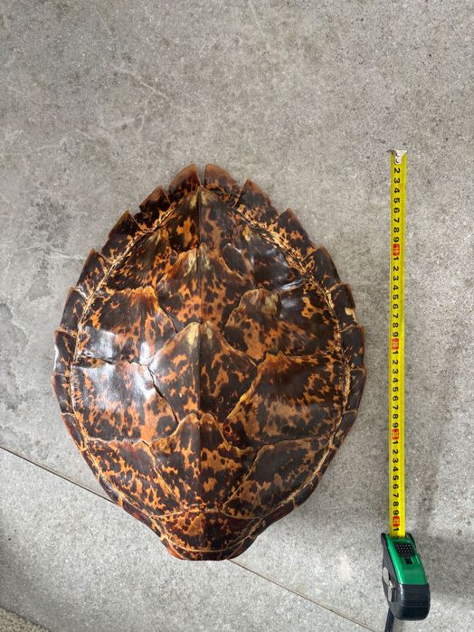 Skorupa zolwia na sciane