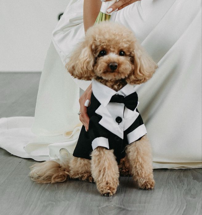 Вязка Кобель 2кг Той Пудель Мальтипу Болонка Мальтийская