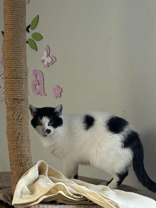 Kotka około 1.5 roku szuka domu!