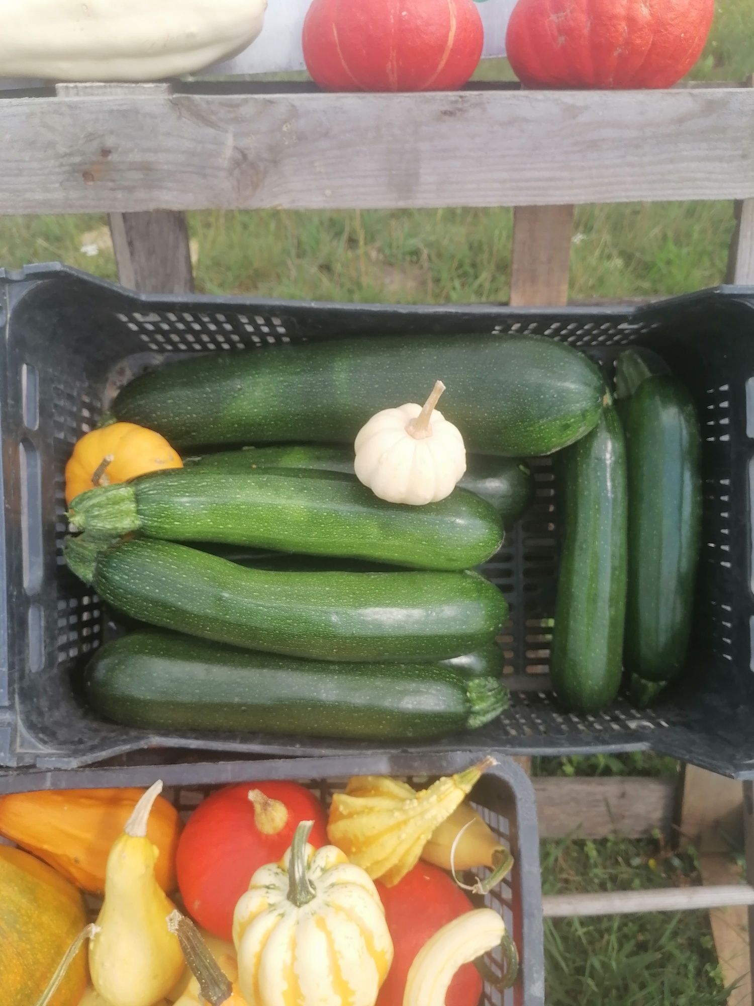 Cukinia, mirabelka, dynia hokkaido, dynia ozdobna