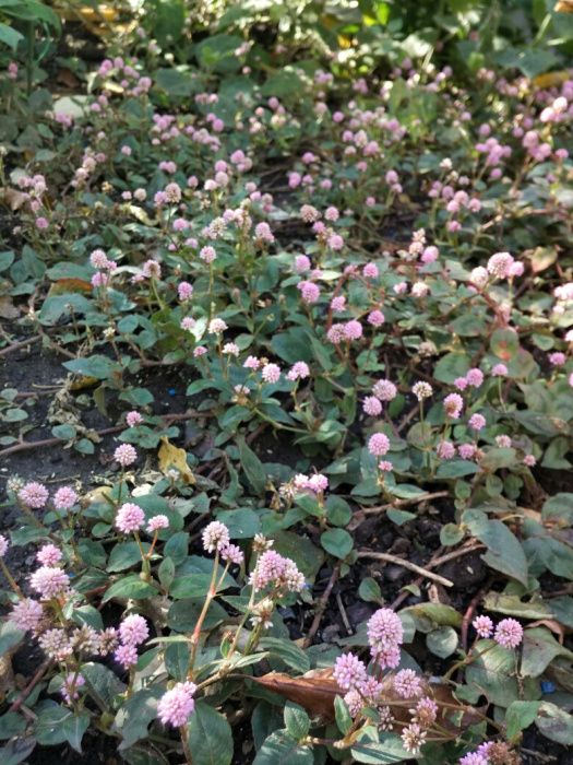 Persicaria capitata (Pink-head knotweed) (Polygonum capitatum)